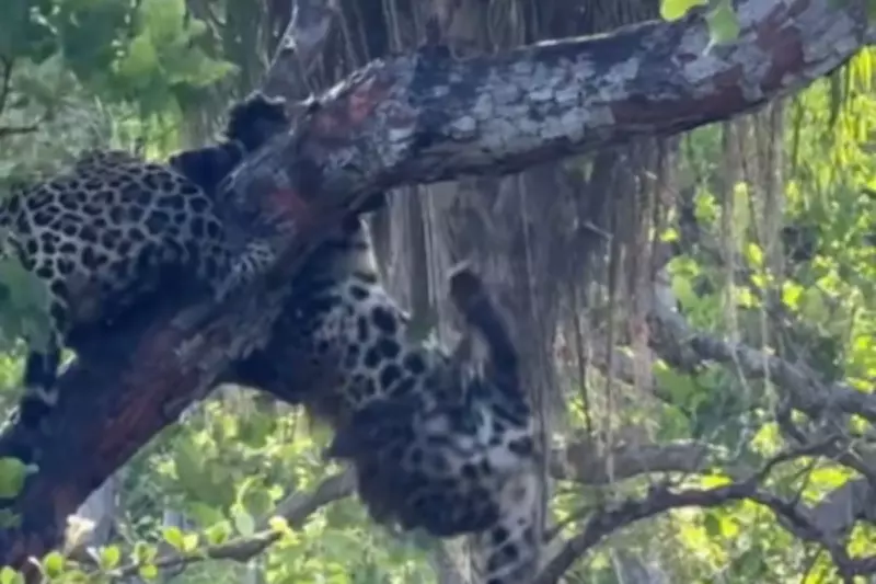 Encontro familiar de onças-pintadas no Pantanal termina em briga em árvore