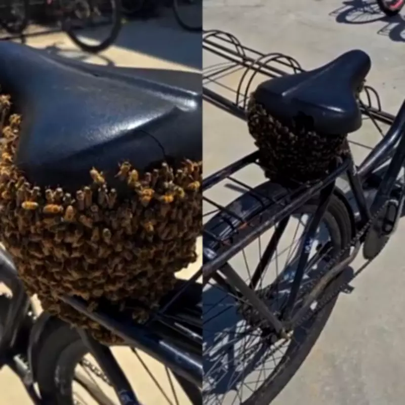 Enxame de abelhas transforma bicicleta em ninho improvisado em Joinville; vídeo viraliza