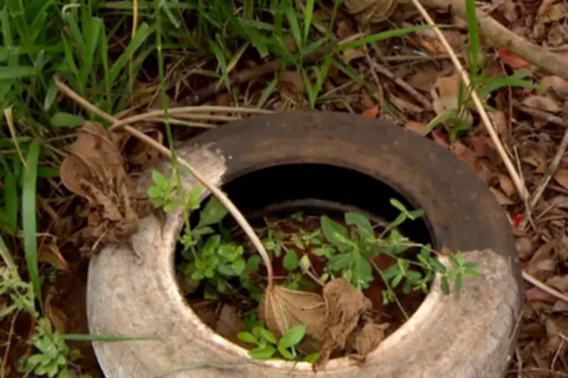 Epidemia de chikungunya ameaça reserva indígena em Dourados; mortes e falta de água agravam crise