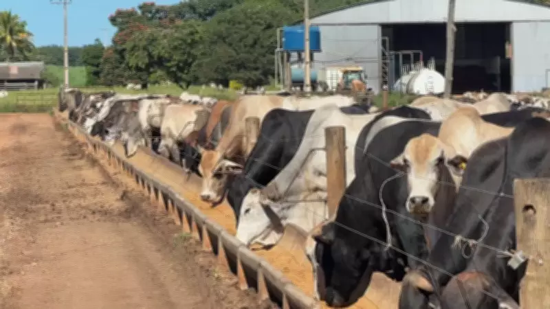 Escassez de bezerros desafia confinamentos em São Paulo e eleva custos para pecuaristas