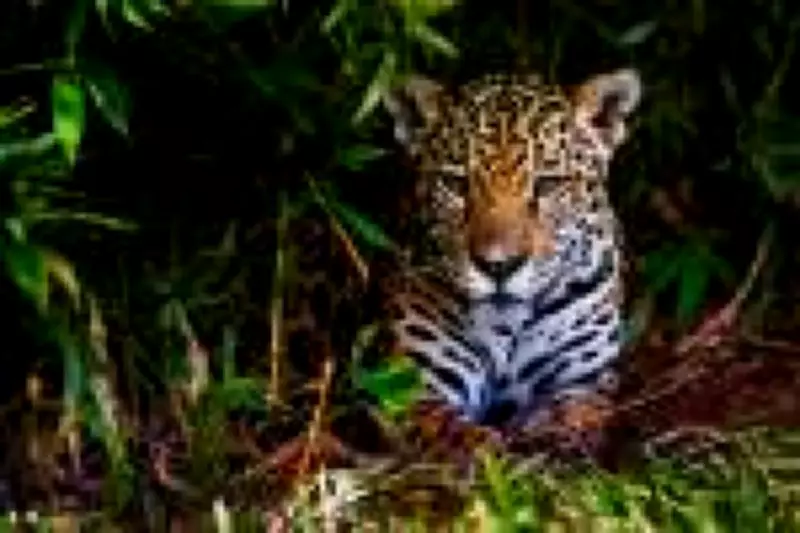 Especialista alerta: Sobrevivência das onças-pintadas depende da preservação de territórios