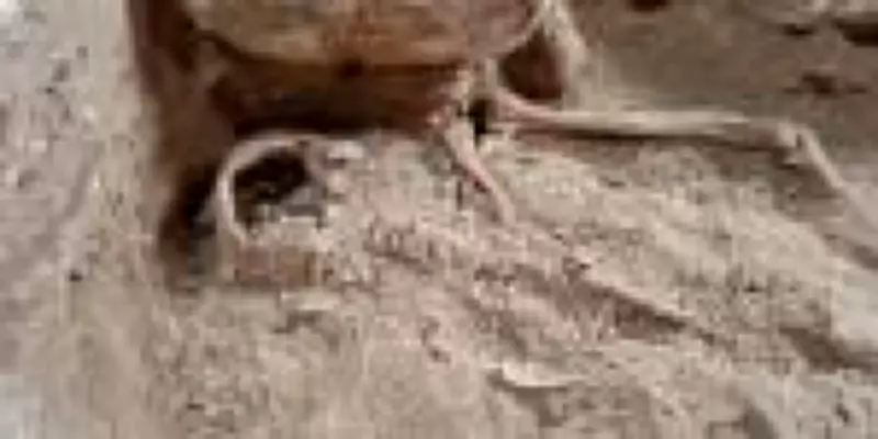 Esqueleto encontrado na Holanda pode ser do verdadeiro d'Artagnan, dizem pesquisadores