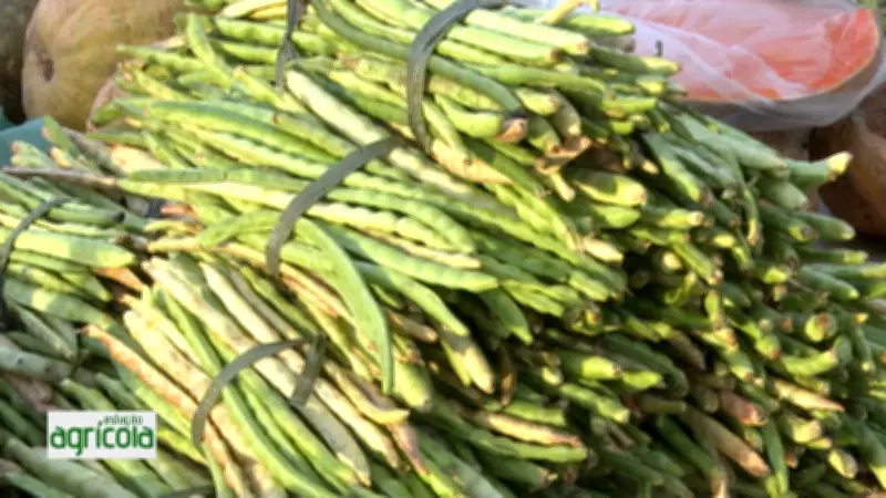 Estação Agrícola de Sergipe apresenta safra promissora e inovações tecnológicas