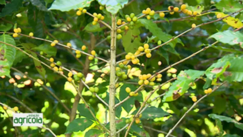 Estação Agrícola de Sergipe destaca avanços no setor em edição especial de 8 de março
