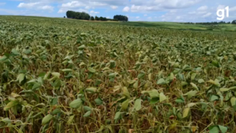 Estiagem no RS provoca queda de 11,3% na safra de soja e afeta produção agrícola em 2026