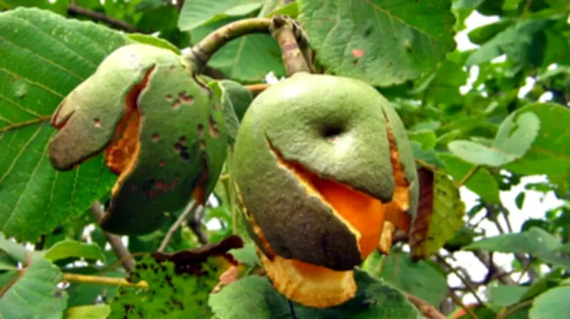Estudo da Unesp revela que mudanças climáticas encurtam floração e frutificação no Cerrado