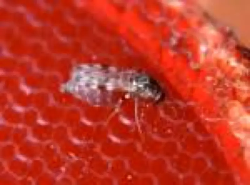 Estudo revela que infecções por Oropouche podem ser 200 vezes maiores que registros oficiais