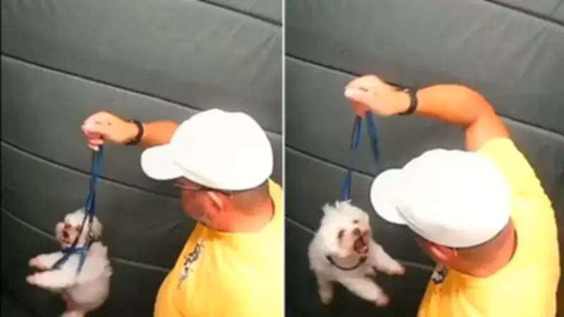 Ex-guarda municipal é investigado por maus-tratos a cachorro em elevador de prédio em Praia Grande