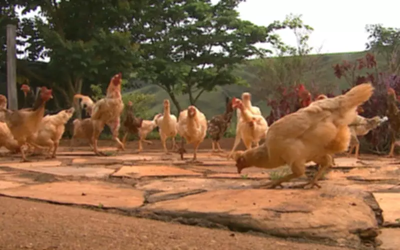 Ex-namorada ataca homem com foice, facão e machado em sítio de Água Boa