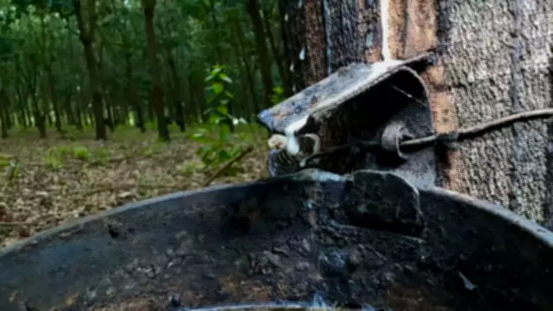 Excesso de chuvas no Oeste Paulista prejudica produção de látex e causa perdas em seringais