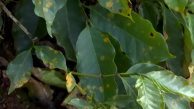 Excesso de umidade ameaça produção cafeeira em Minas Gerais com doenças fúngicas