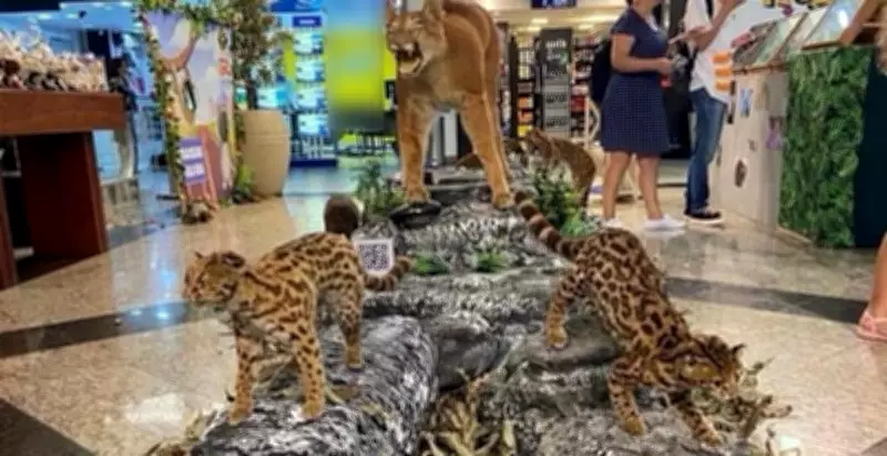 Exposição educativa sobre fauna da Mata Atlântica é aberta em shopping de Nova Friburgo