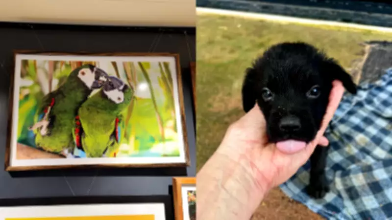 Exposição fotográfica em Macapá reúne artistas do AP para beneficiar ONG de animais resgatados