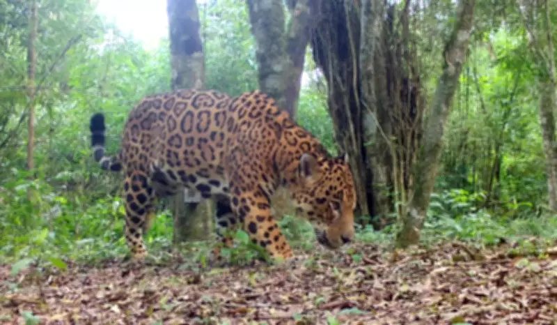 Extinção silenciosa de presas ameaça onça-pintada na Mata Atlântica, alerta pesquisa