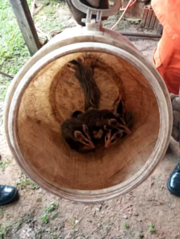 Família de gambás e catita são resgatadas em áreas urbanas de Mato Grosso