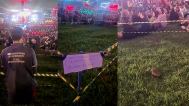 Família de quero-queros ganha 'área vip' no Lollapalooza com bombeiro como vigia