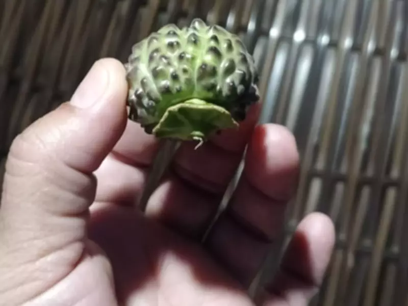 Família intoxicada após consumir fruto tóxico de planta no quintal da vizinha no Acre