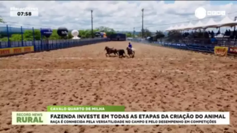 Fazenda no Agreste Pernambucano Investe na Criação de Cavalos Quarto de Milha