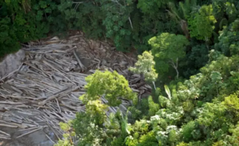 Fazendeiro é condenado a recuperar 132 hectares desmatados e pagar R$ 131 mil em Roraima