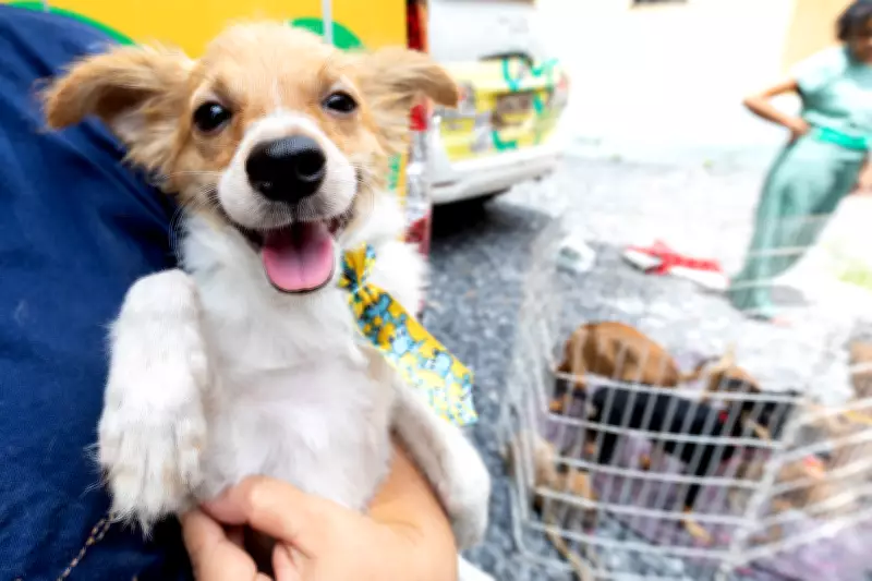 Feira de adoção de animais em Cuiabá oferece cães e gatos vacinados e castrados
