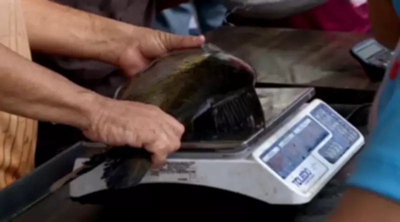 Feira do Peixe Vivo em Cabrobó oferece peixes frescos a preços justos para a Semana Santa