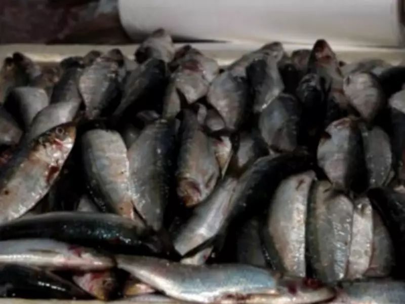 Festival da Sardinha em Santos oferece peixe fresco a partir de R$ 12,99 no Mercado do Peixe