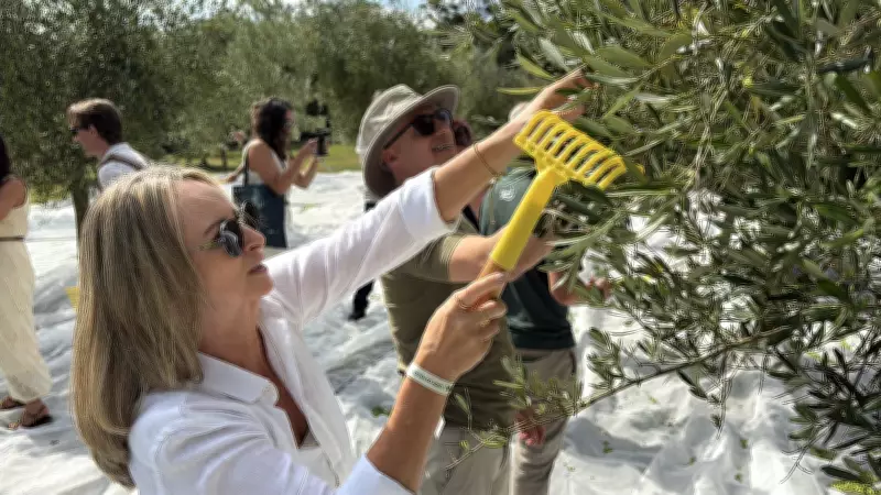 Festival em Gramado oferece experiência única de colheita e degustação de azeites aromatizados