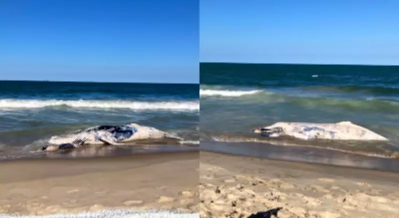 Filhote de baleia-jubarte de oito metros é encontrado morto em praia de Santa Catarina