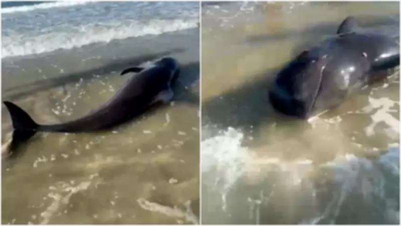 Filhote de baleia-piloto morre após encalhar na Praia das Agulhas, no Ceará