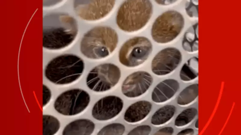 Filhote de gato-mourisco ameaçado resgatado em MT após ser encontrado em indústria de etanol