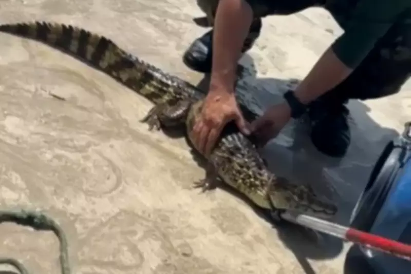 Filhote de jacaré é resgatado em praia de Cabedelo após avistamento por banhistas