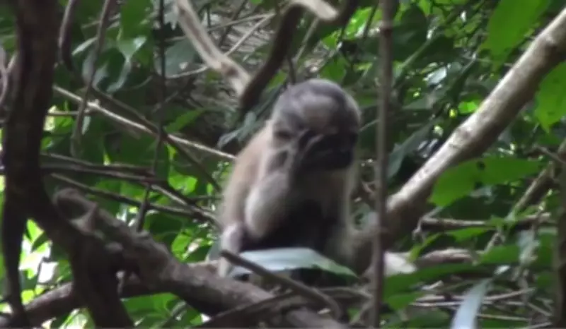 Filhote de macaco-prego com leucismo é flagrado em parque cearense em registro inédito
