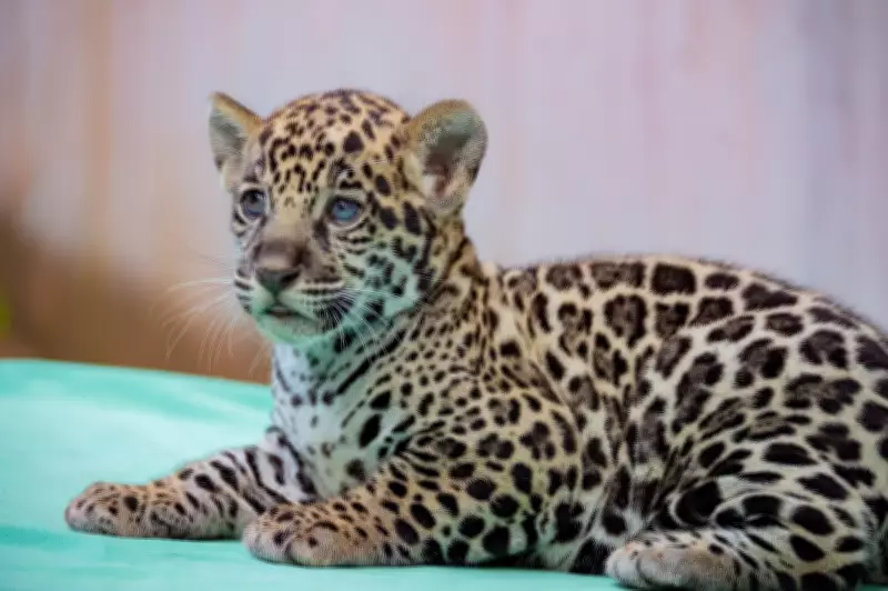 Filhote de onça-pintada nasce no Bioparque de Parauapebas e público escolhe nome