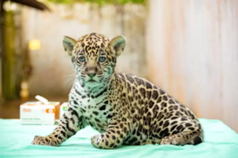 Filhote de onça-pintada nasce no BioParque Vale Amazônia e recebe nome Xingu após votação popular