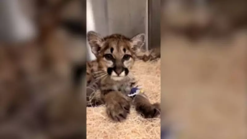 Filhote de Puma é Resgatado em Estado Crítico e Recebe Tratamento Veterinário nos EUA