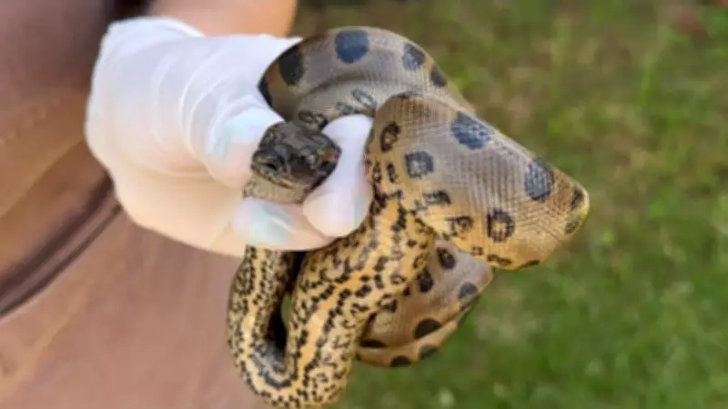 Filhote de sucuri de 83 cm é resgatado embaixo de pia em casa de Uberlândia