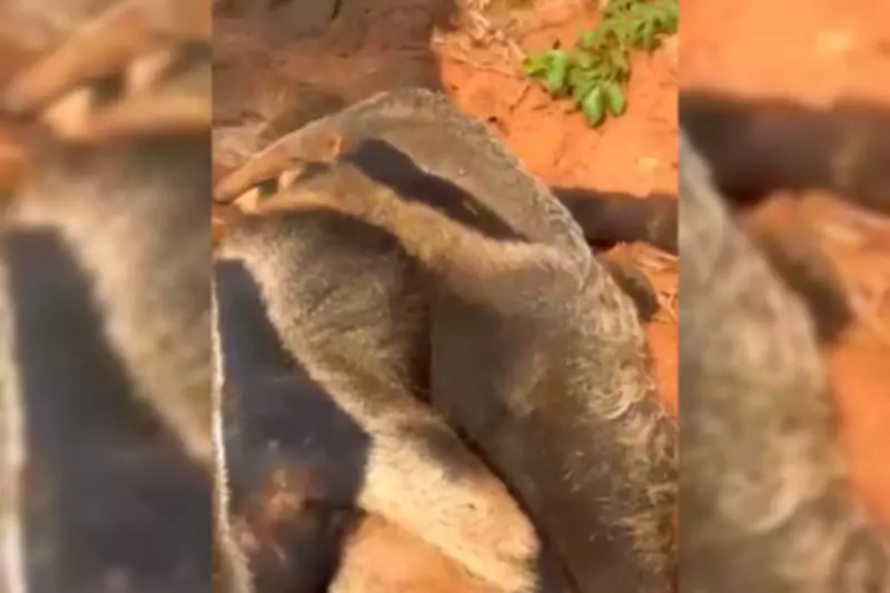 Filhote de tamanduá-bandeira é resgatado após atropelamento fatal da mãe em estrada de SP