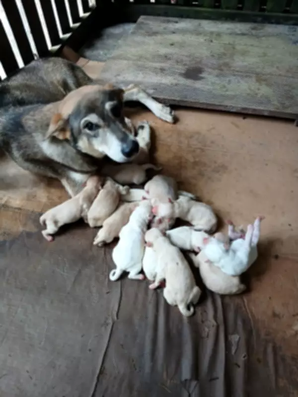 Filhotes de Cachorro São Resgatados Após Cinco Dias Presos Sob Calçada no Amazonas