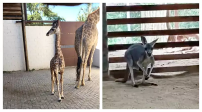 Filhotes de girafa e canguru-vermelho nascem no Animália Park em Cotia e encantam visitantes