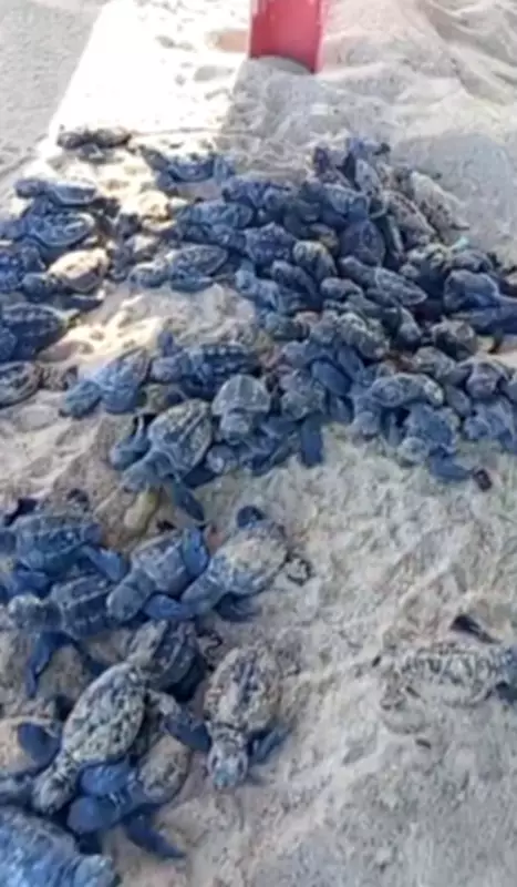 Filhotes de tartaruga marinha nascem na Praia da Sereia, em Maceió