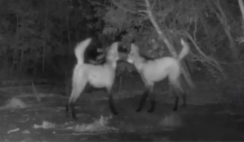 Flagrante raro: Câmeras capturam acasalamento de lobos-guará em reserva ecológica do Mato Grosso