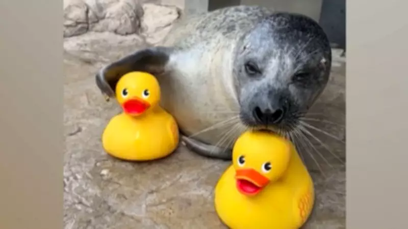 Foca vira sensação ao brincar com patinhos de borracha em vídeo viral