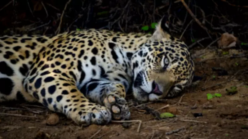 Fome ameaça extinguir onça-pintada na Mata Atlântica por falta de presas, alerta estudo