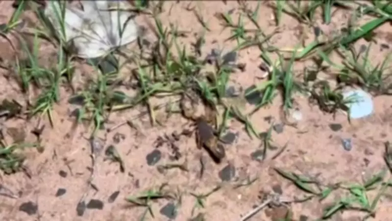 Força-tarefa captura escorpiões no interior de SP para produção de soro que salva vidas