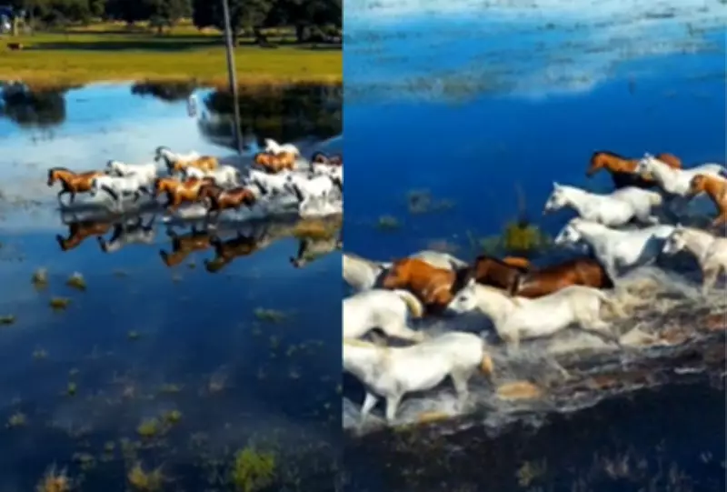 Fotógrafo flagra cavalos pantaneiros em travessia épica por áreas alagadas do Pantanal