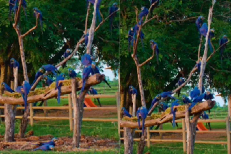 Fotógrafo flagra cena rara de 'pé de arara-azul' no Pantanal de Mato Grosso do Sul