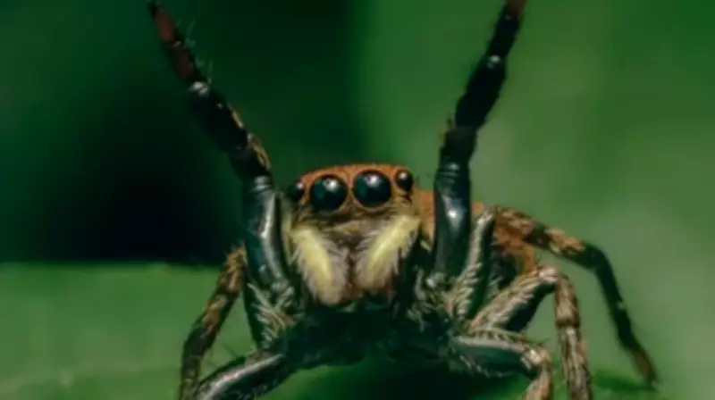 Fotógrafo revela universo oculto da natureza através da macrofotografia em São Paulo
