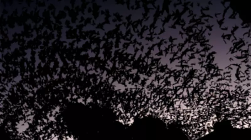 Fotógrafo transforma voo de andorinhas em arte que parece dança no céu de Chapecó