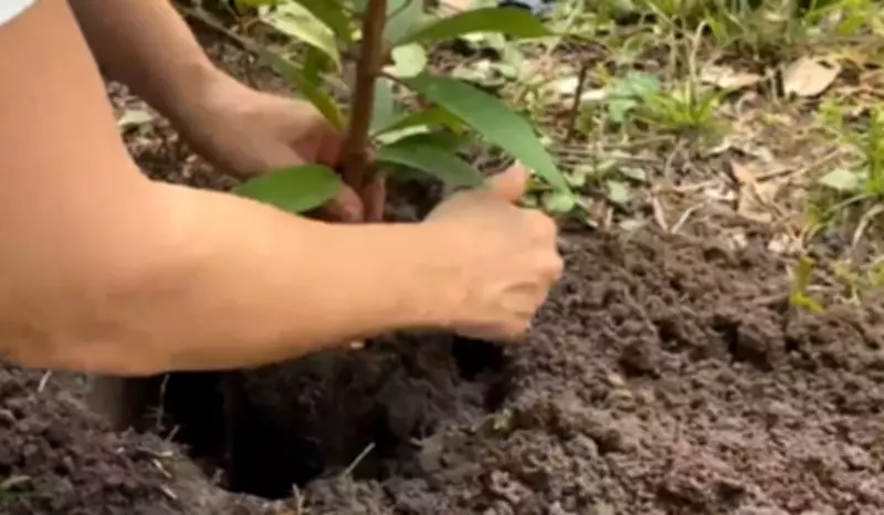 Fundação Rede Amazônica celebra 41 anos com plantio de mudas na comunidade Puraquequara