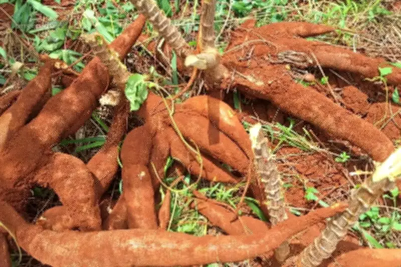 Furto de mandioca em horta de Campo Grande é flagrado por câmeras; um suspeito usava tornozeleira